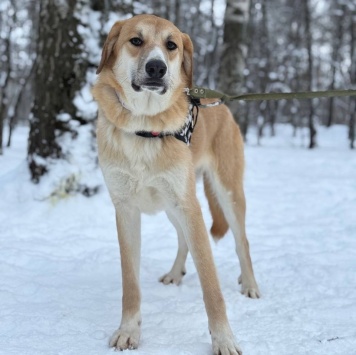 Собаки в добрые руки - Гучи - 3