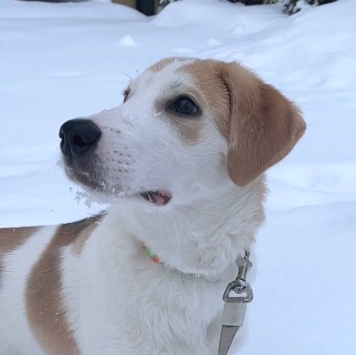 Собаки в добрые руки - Лялька