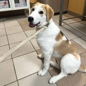 Собаки в добрые руки - Лялька - 1