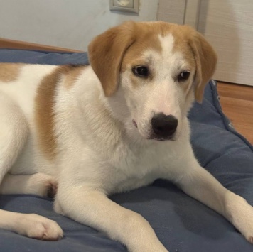 Собаки в добрые руки - Лялька - 4