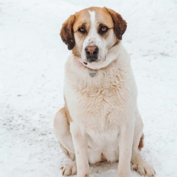Глория - Собаки в добрые руки