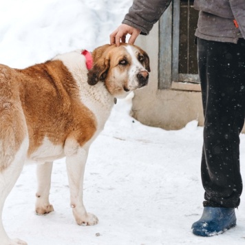 Собаки в добрые руки - Глория - 1