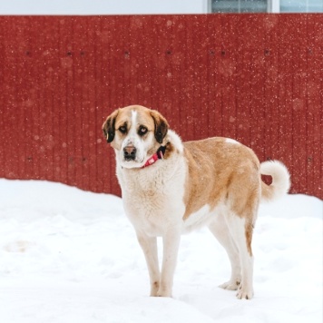 Собаки в добрые руки - Глория - 2
