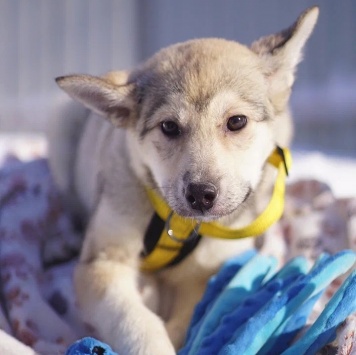 Собаки в добрые руки - Чуда - 1