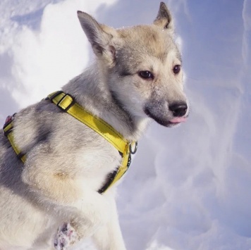 Собаки в добрые руки - Чуда - 2