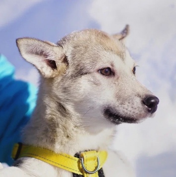 Собаки в добрые руки - Чуда - 3