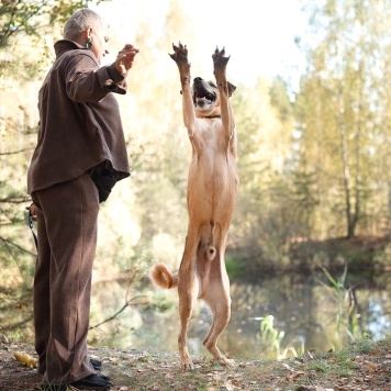 Собаки в добрые руки - Яр - 2