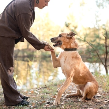 Собаки в добрые руки - Яр - 3