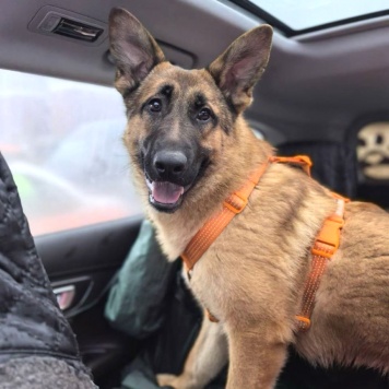 Микки - Собаки в добрые руки