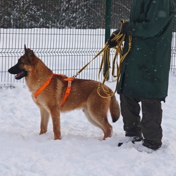 Собаки в добрые руки - Микки - 1