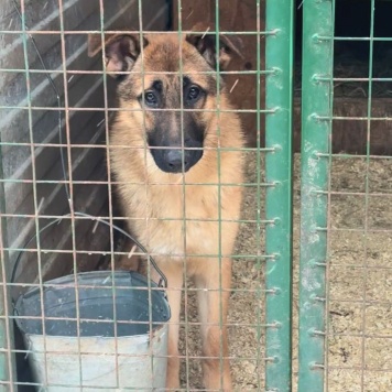 Собаки в добрые руки - Микки - 2