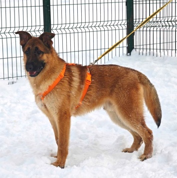 Собаки в добрые руки - Микки - 3