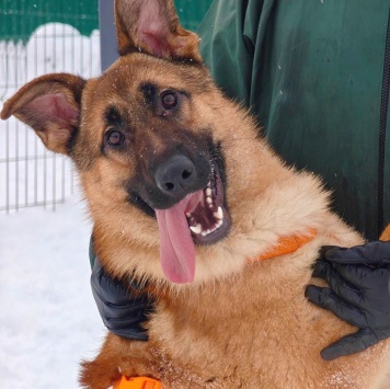 Собаки в добрые руки - Микки - 4