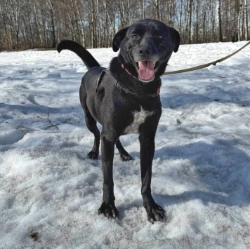 Собаки в добрые руки - Чили