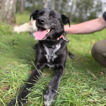 Собаки в добрые руки - Чили - 1