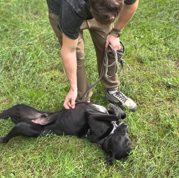 Собаки в добрые руки - Чили - 3