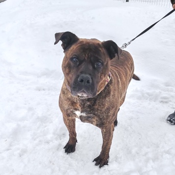 Балу - Собаки в добрые руки