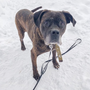 Собаки в добрые руки - Черри