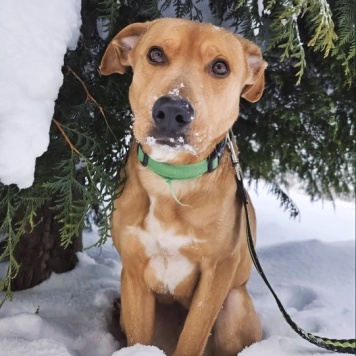 Собаки в добрые руки - Дана