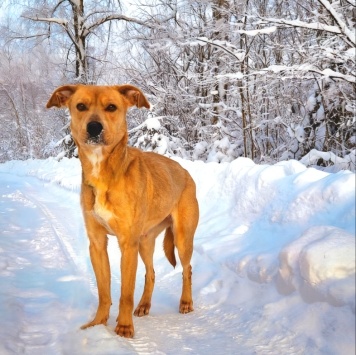 Собаки в добрые руки - Дана - 2