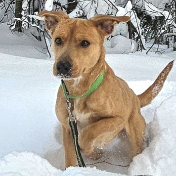 Собаки в добрые руки - Дана - 3