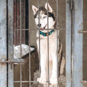 Собаки в добрые руки - Вайт - 1