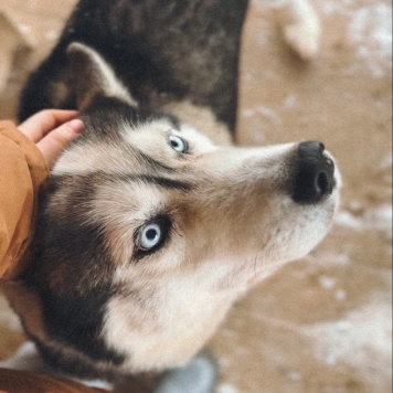 Собаки в добрые руки - Вайт - 2