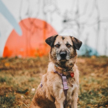 Собаки в добрые руки - Тера - 1