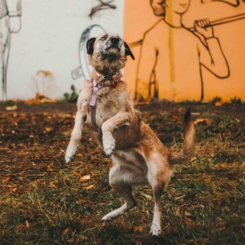 Собаки в добрые руки - Тера - 2