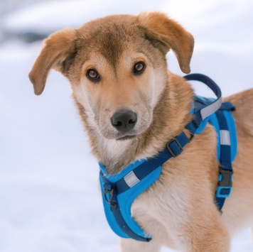 Кавказ - Собаки в добрые руки