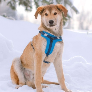 Собаки в добрые руки - Кавказ - 3