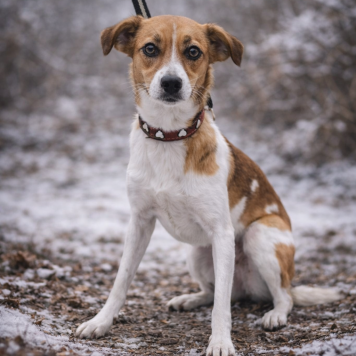Собаки в добрые руки - Джипси