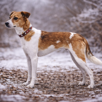 Собаки в добрые руки - Джипси - 3