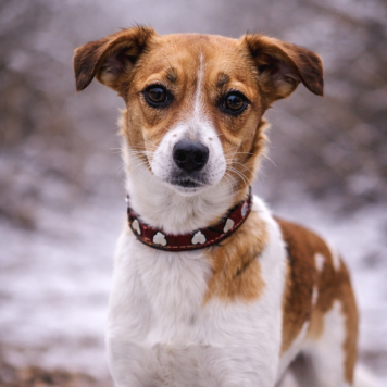 Собаки в добрые руки - Джипси - 4