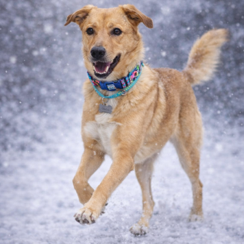 Собаки в добрые руки - Тори