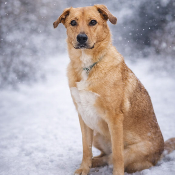 Собаки в добрые руки - Тори - 1