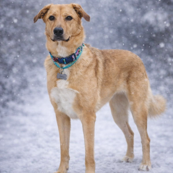 Собаки в добрые руки - Тори - 2