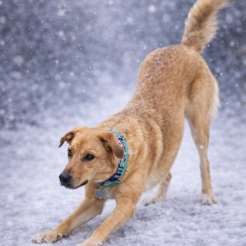 Собаки в добрые руки - Тори - 3