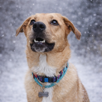 Собаки в добрые руки - Тори - 4