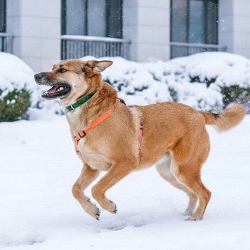 Джек - Собаки в добрые руки