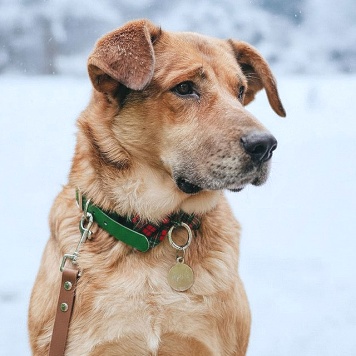 Собаки в добрые руки - Джек - 1