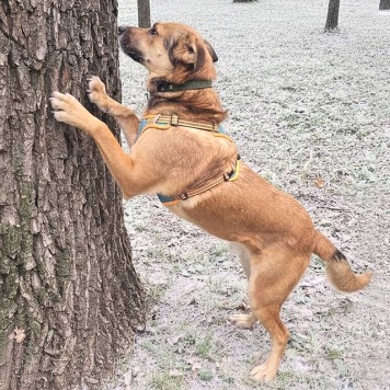 Собаки в добрые руки - Джек - 2