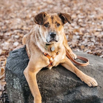 Собаки в добрые руки - Джек - 3