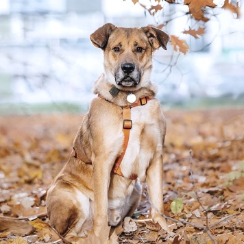 Собаки в добрые руки - Джек - 4