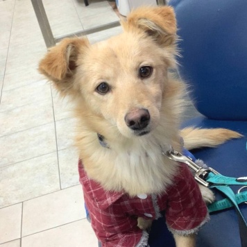 Голди - Собаки в добрые руки