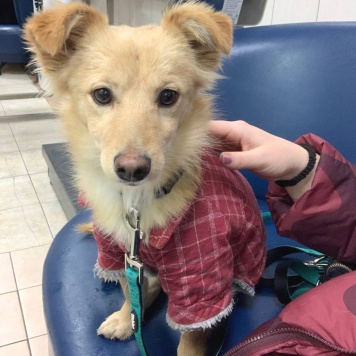 Собаки в добрые руки - Голди - 1