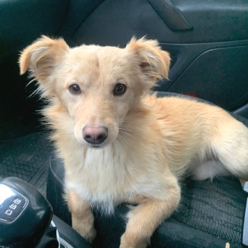 Собаки в добрые руки - Голди - 2