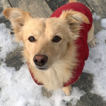 Собаки в добрые руки - Голди - 3