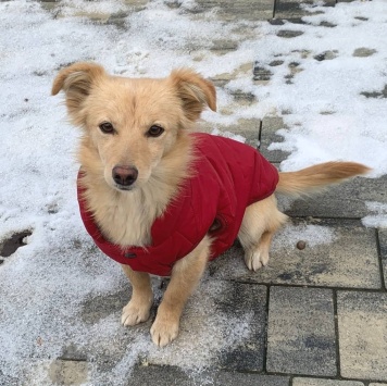 Собаки в добрые руки - Голди - 4