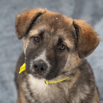 Собаки в добрые руки - Мариус